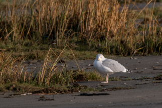 Fanø2021-3